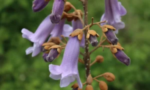 paulownia tomentosa