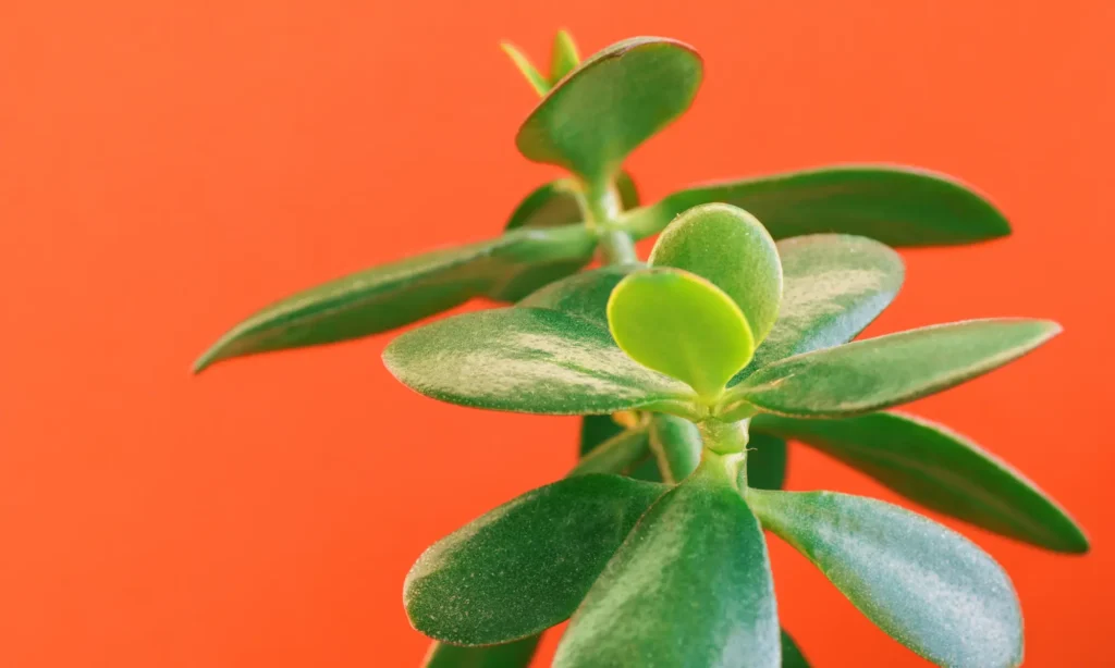 Où placer un arbre de jade dans une chambre