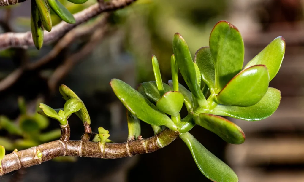 arbre de jade dans une chambre