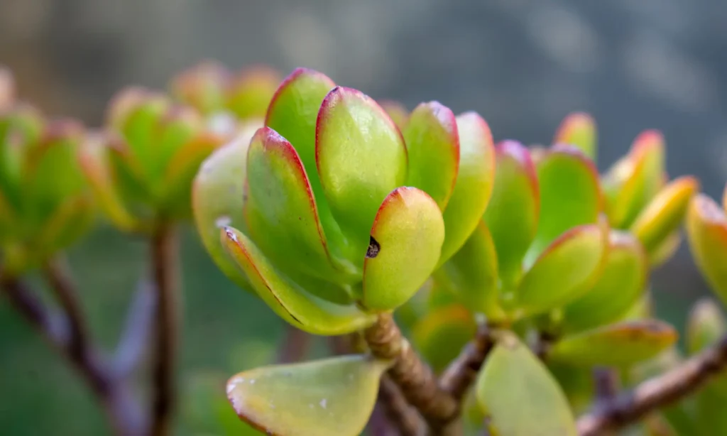 avantage arbre de jade dans une chambre