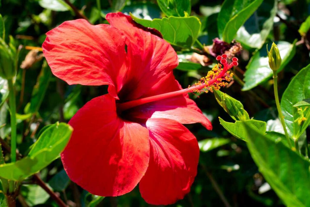 Comment savoir si mon hibiscus est d’intérieur ou d’extérieur