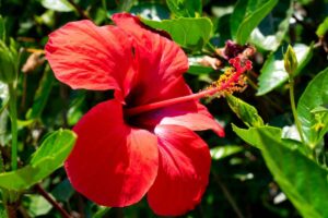 Comment savoir si mon hibiscus est d’intérieur ou d’extérieur