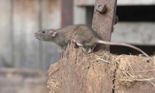 Les souris peuvent elles sauter pour atteindre un point en hauteur