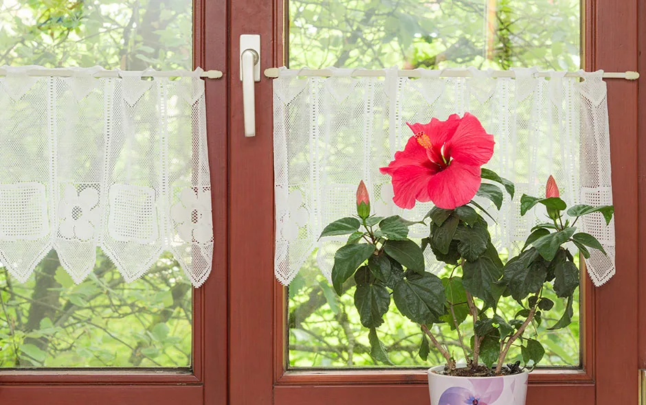 Quels signes indiquent qu’un hibiscus préfère l’intérieur