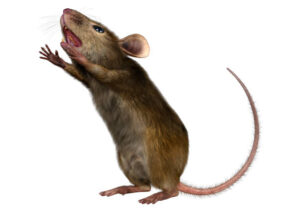 3D rendering of a little house mouse isolated on white background
