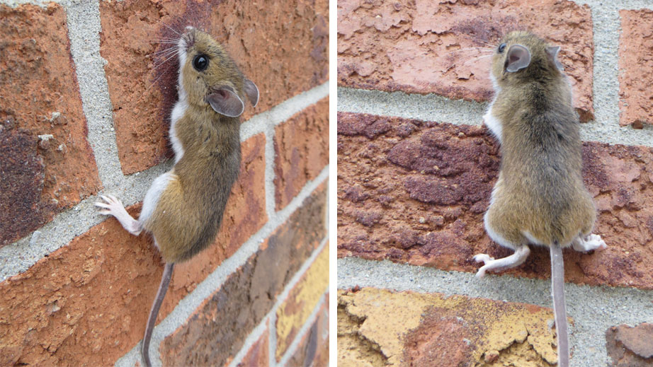 capacités d’escalade d’une souris