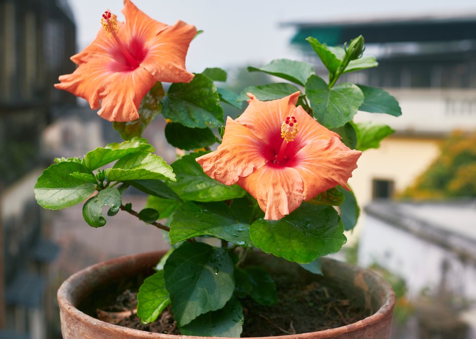 climat peut il aider à identifier le type d’hibiscus