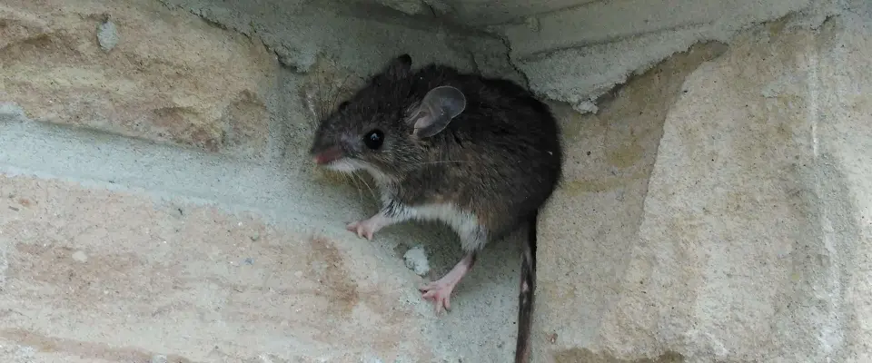 types de surfaces une souris peut elle escalader facilement